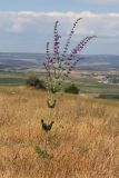 Salvia virgata. Цветущее растение. Крым, Севастополь, сухая степь (dry graseland). 21.06.2026.