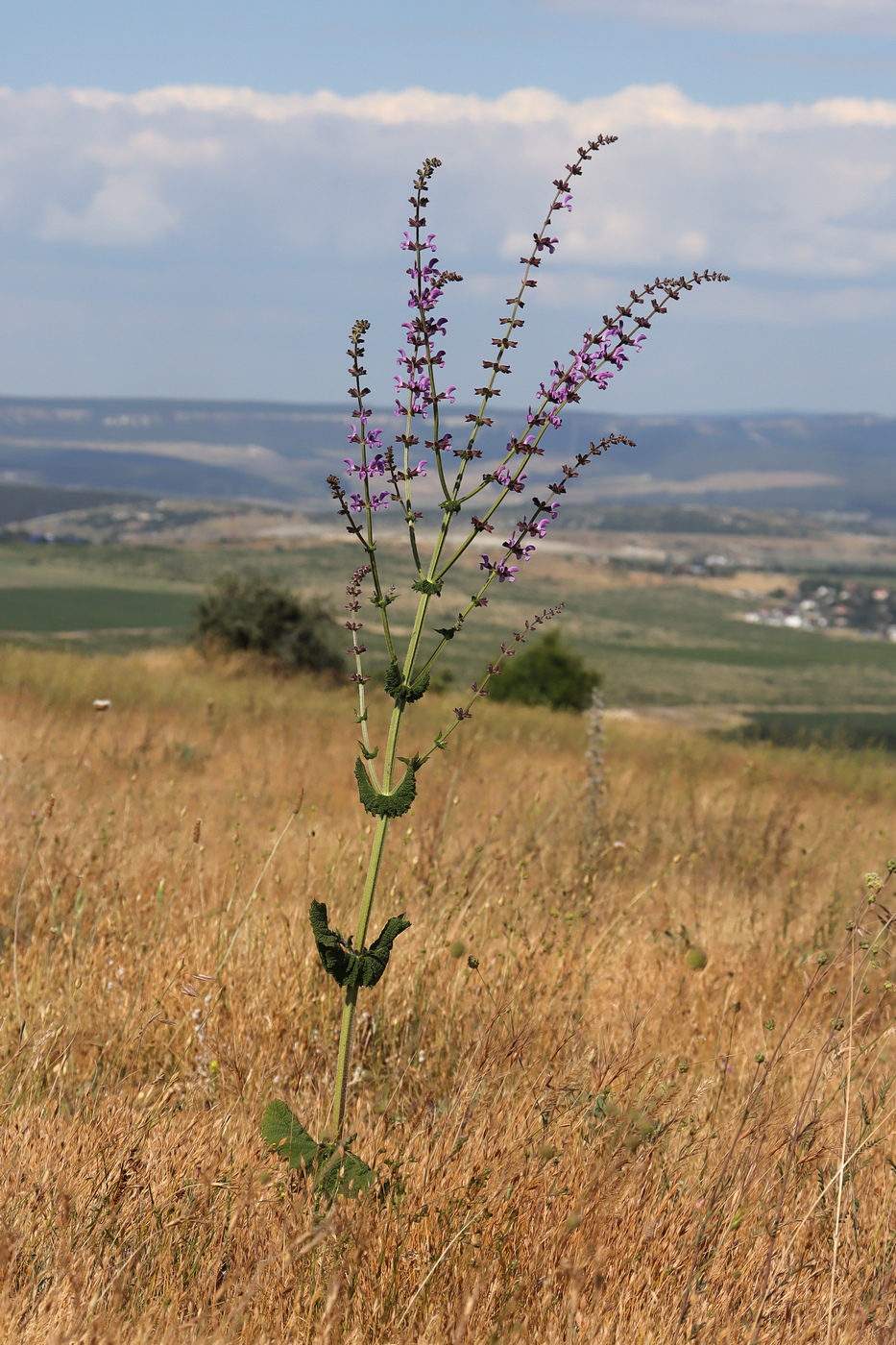 Image of Salvia virgata specimen.