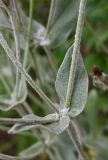 Lychnis coronaria. Часть стебля с листьями и основаниями боковых побегов. Московская обл., ГО Подольск, мкр-н Климовск, клумба. 29.06.2026.
