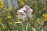 Convolvulus tauricus. Цветок (вид со стороны чашечки). Крым, г. Симферополь, окр. мкр-на Пневматика, куэста. 21.05.2026.