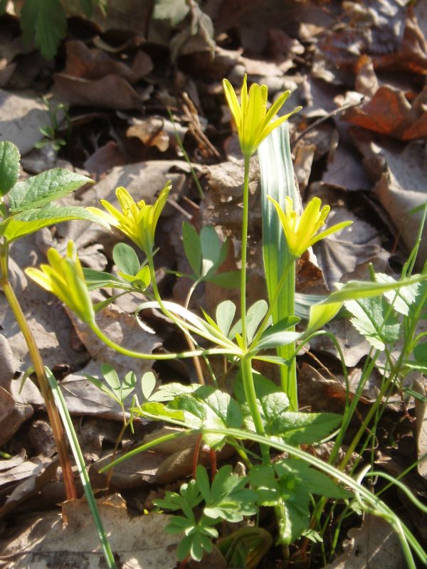 Изображение особи Gagea lutea.