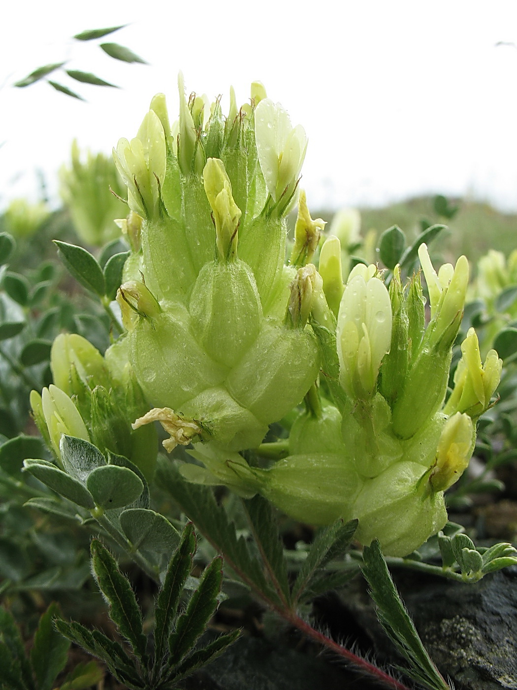 Image of genus Astragalus specimen.