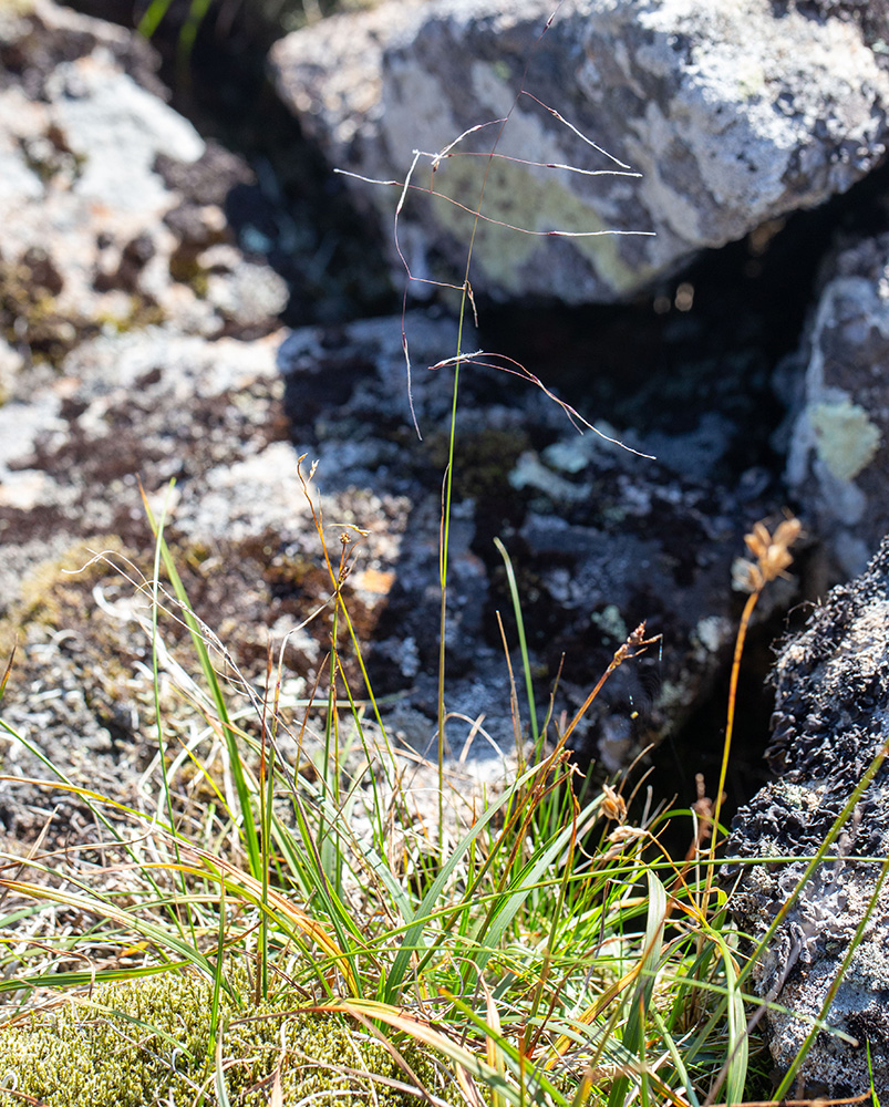 Image of Ptilagrostis alpina specimen.