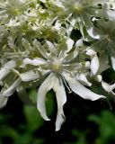 Heracleum dissectum. Цветок. Хабаровский край, г. Комсомольск-на-Амуре, Силинский лесопарк, просека ЛЭП, в сообществе с Rubus matsumuranus. 29.06.2026.