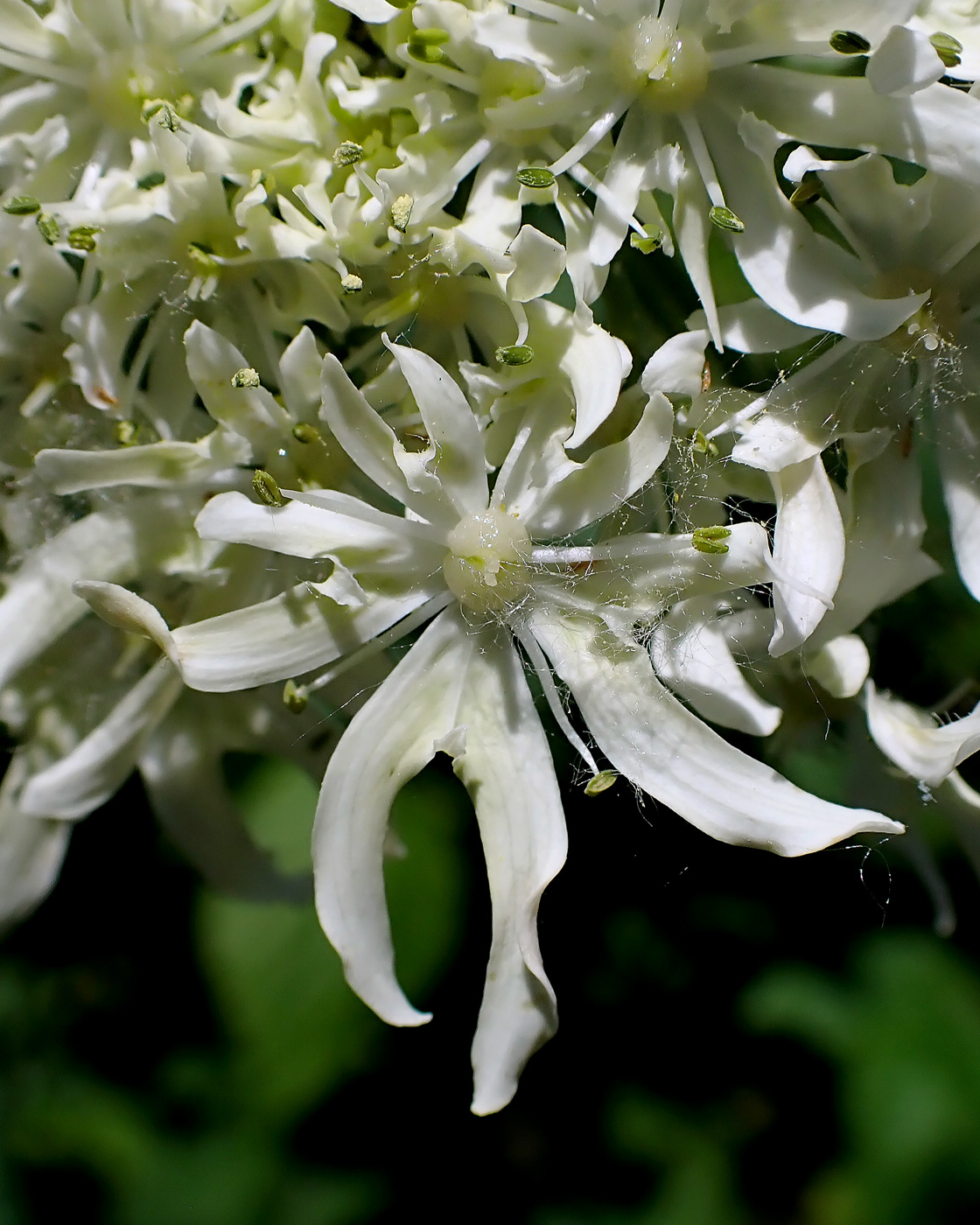 Image of Heracleum dissectum specimen.