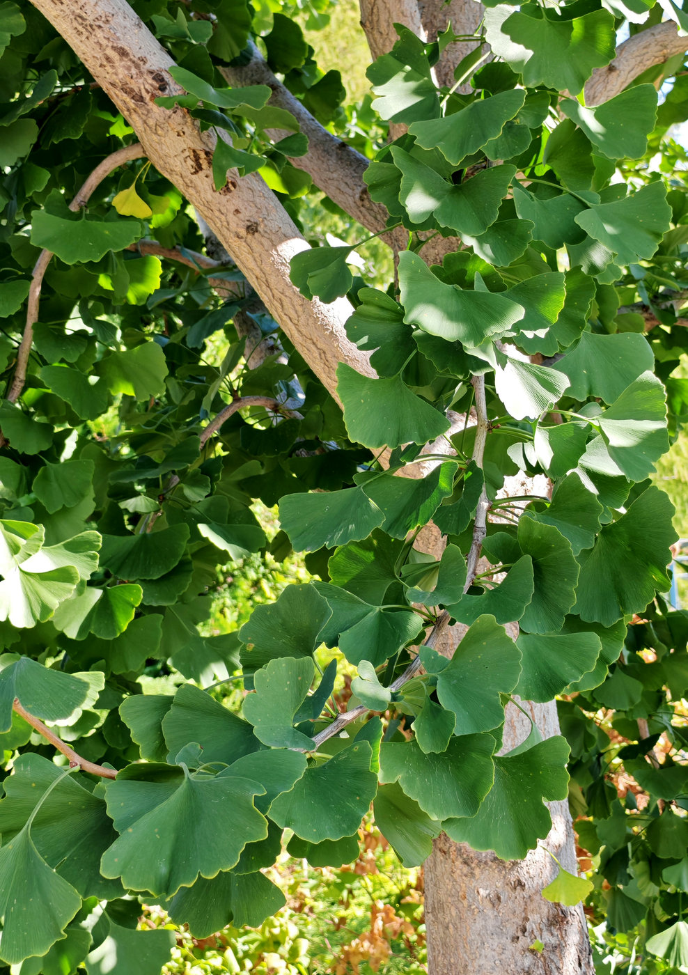Image of Ginkgo biloba specimen.