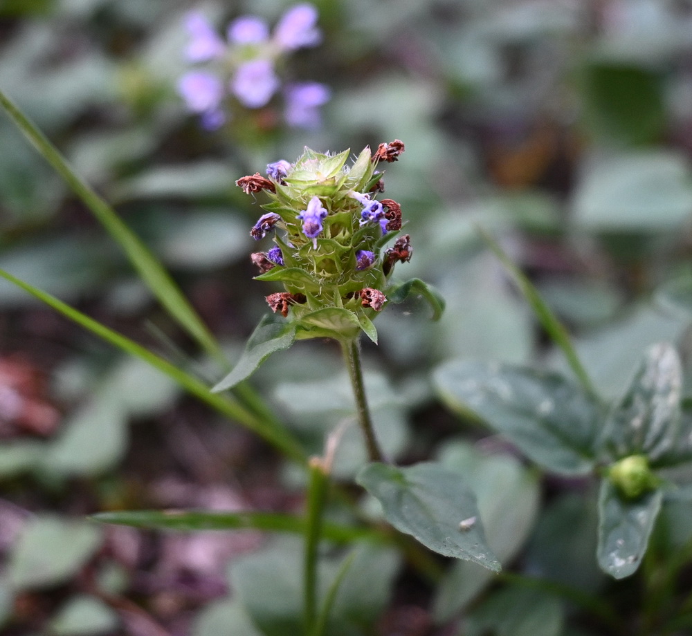 Image of Prunella vulgaris specimen.