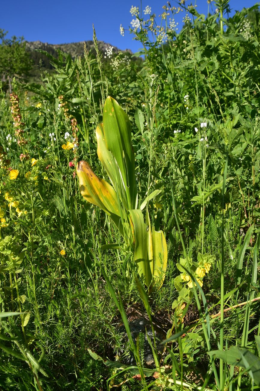 Image of Colchicum speciosum specimen.