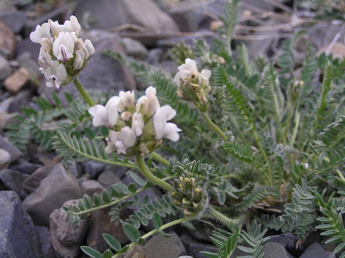 Изображение особи Oxytropis sajanensis.