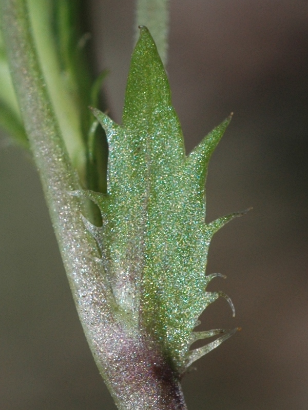 Image of Viola rupestris specimen.