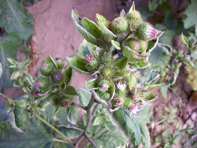 Image of Arctium minus specimen.