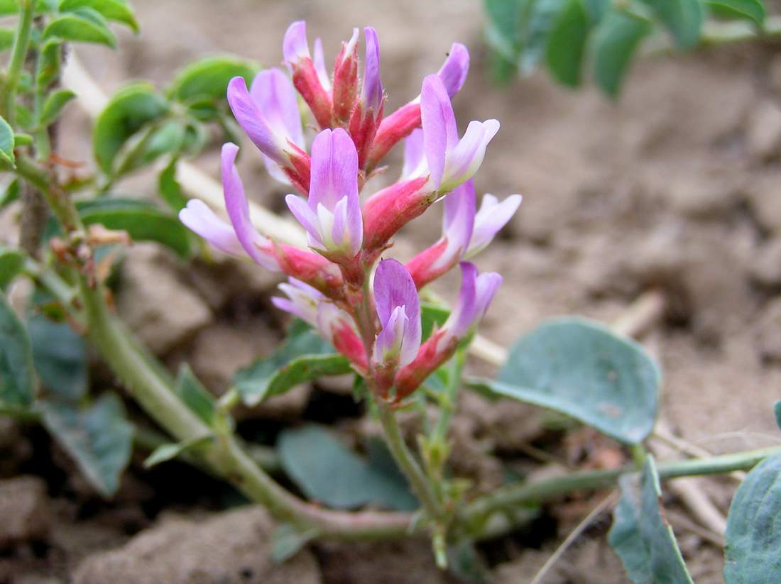 Image of Glycyrrhiza aspera specimen.