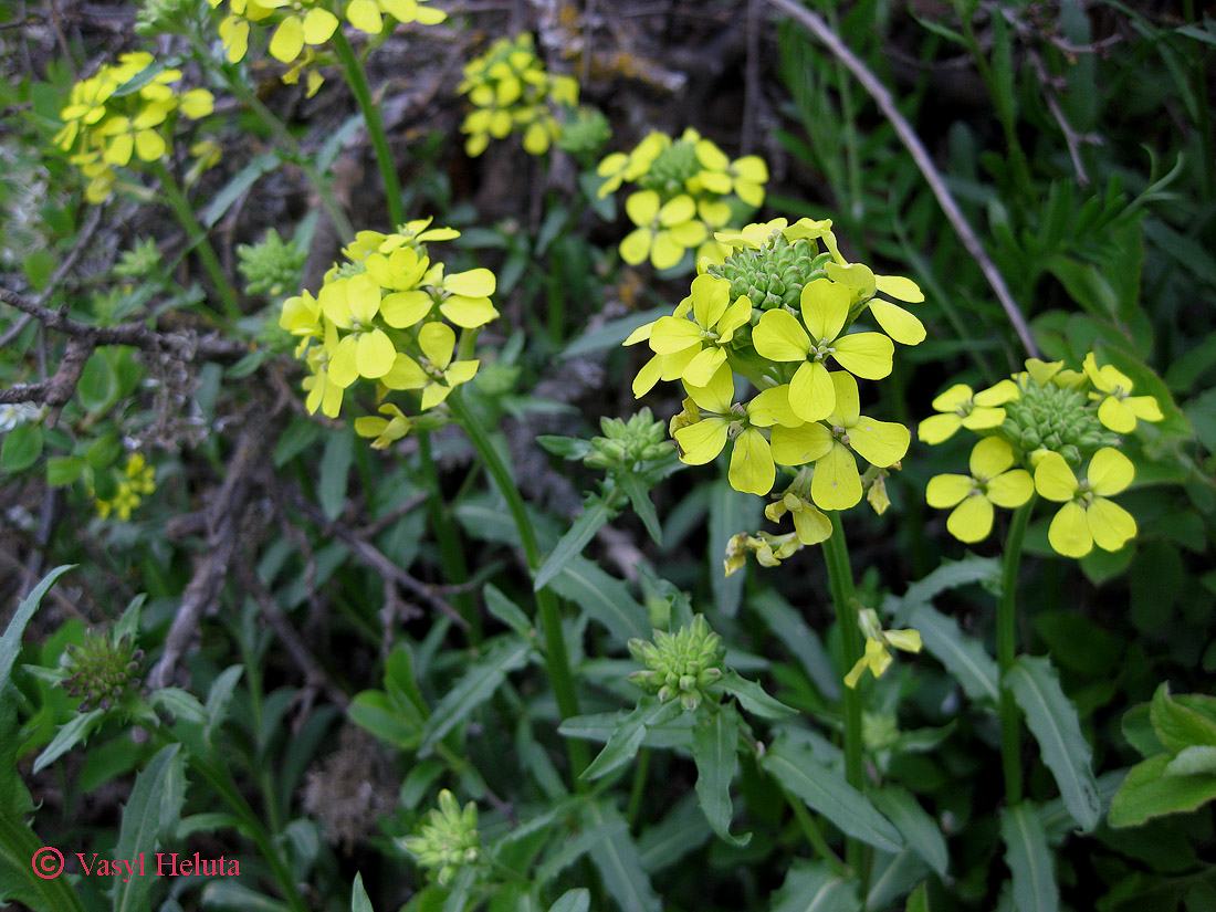 Image of Erysimum cuspidatum specimen.