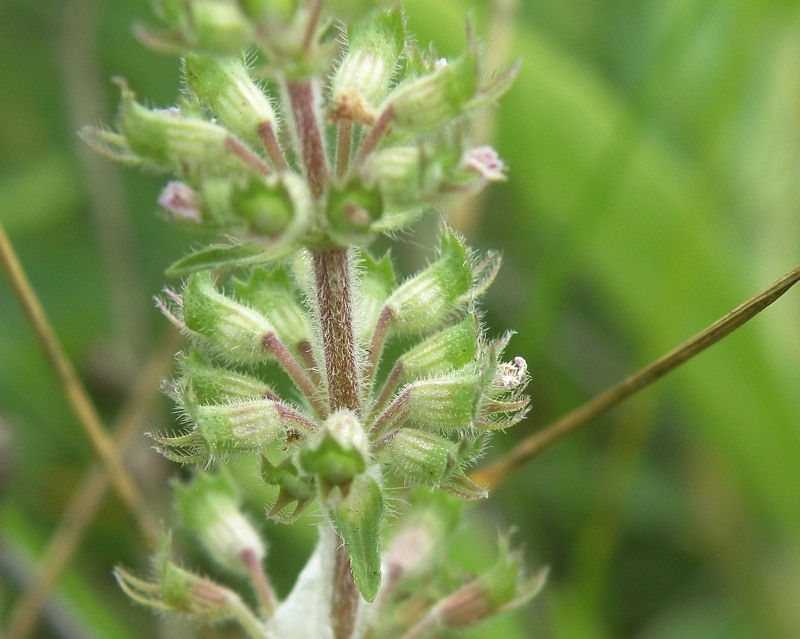 Изображение особи Thymus marschallianus.