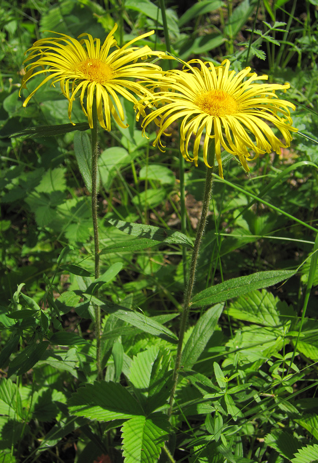 Image of Inula hirta specimen.
