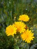 Picris hieracioides