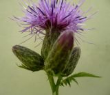 Serratula coronata. Соцветия. Новосибирская обл., Карасукский р-н, с. Благодатное, берёзовый колок. 23.07.2011.