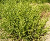 Karelinia caspia