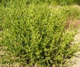 Karelinia caspia. Зацветающее растение. Мервский оазис. Май 2011 г.