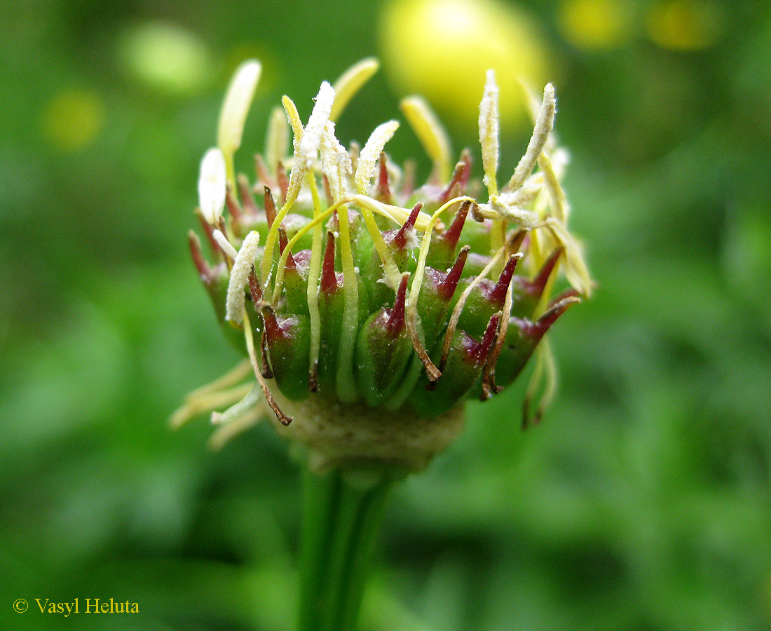 Image of Trollius altissimus specimen.