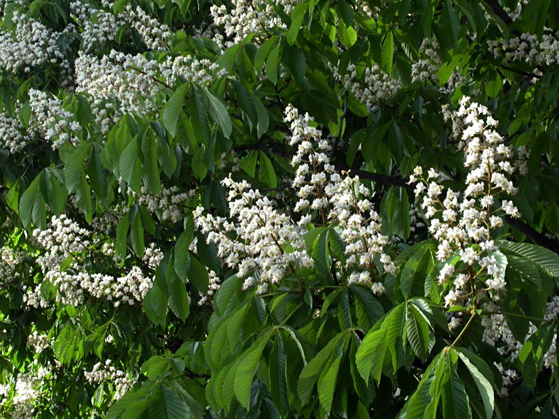 Image of Aesculus hippocastanum specimen.