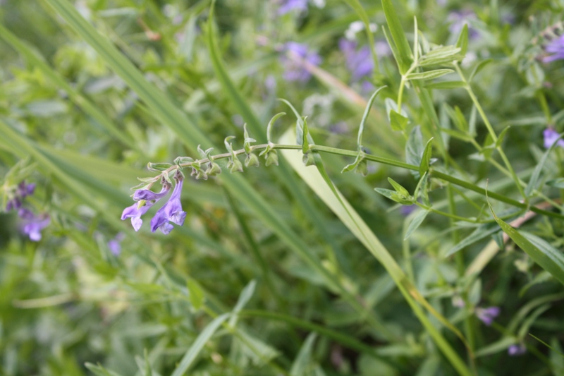 Image of Scutellaria hastifolia specimen.