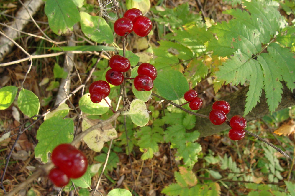 Image of Lonicera xylosteum specimen.