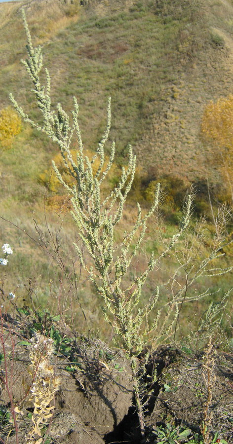 Image of Sedobassia sedoides specimen.