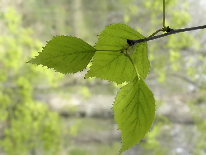 Изображение особи род Betula.