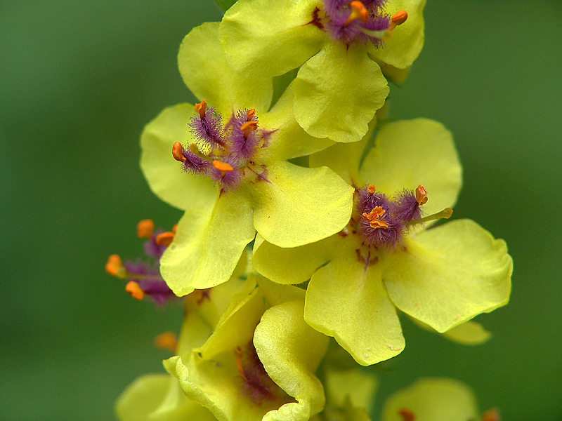 Изображение особи Verbascum nigrum.