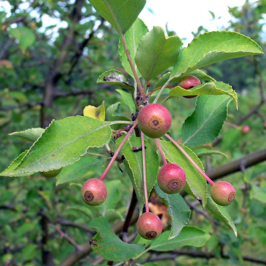 Image of Malus baccata specimen.