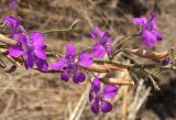 Delphinium hispanicum. Часть соцветия с цветками и плодами. Украина, Запорожская обл., Мелитопольский р-н, край поля. 15.07.2011.