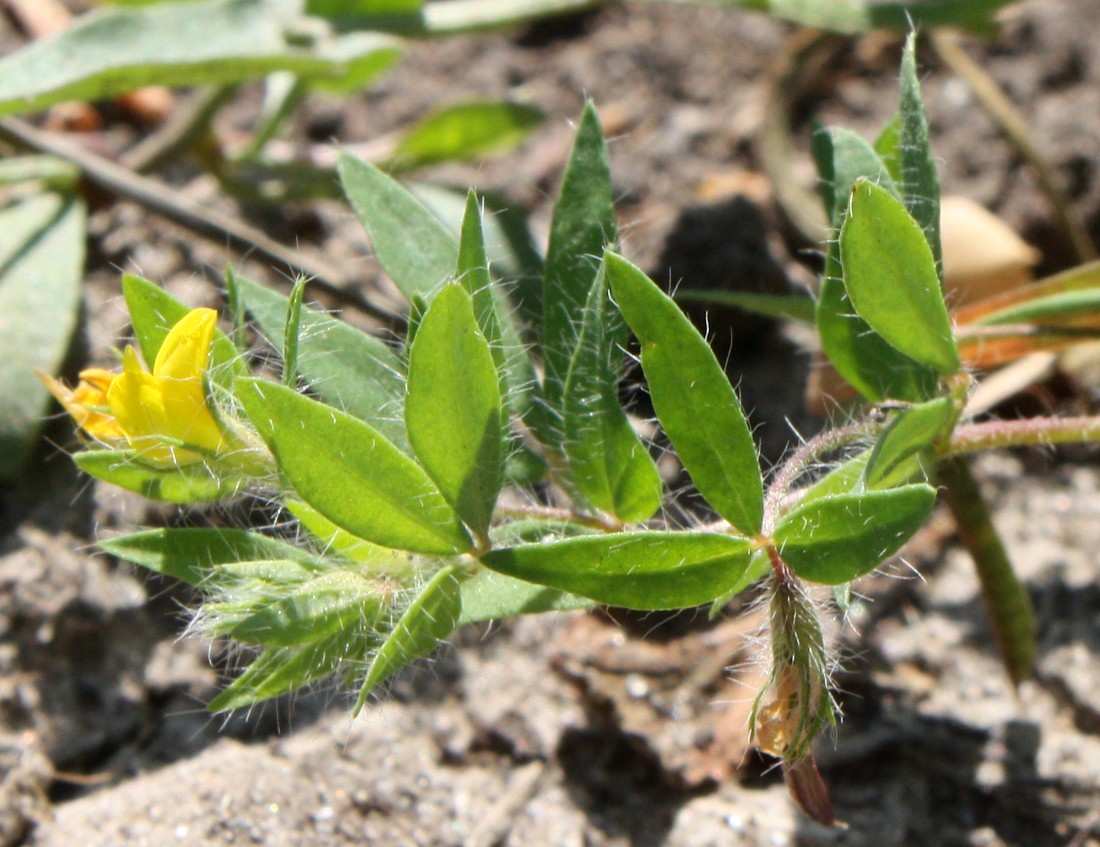 Image of Lotus praetermissus specimen.