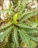 Ceterach officinarum. Растение в скалистой расщелине. Черноморское побережье Кавказа, окрестности Новороссийска, близ мыса Шесхарис. 3 декабря 2011 г.