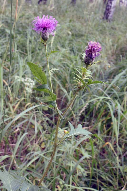 Изображение особи Serratula coronata.