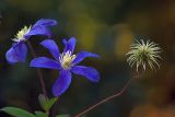 Clematis × jackmanii. Цветки и плод. Московская обл., дачный участок. 12.08.2007.