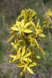 Asphodeline lutea