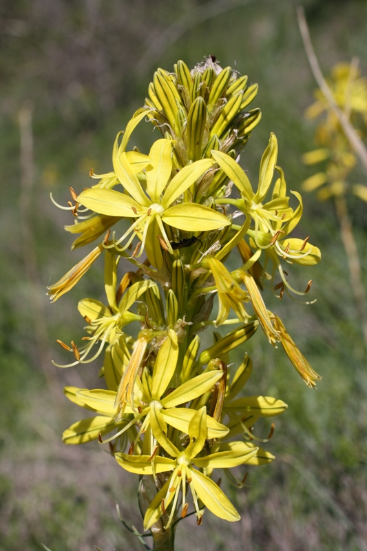 Изображение особи Asphodeline lutea.