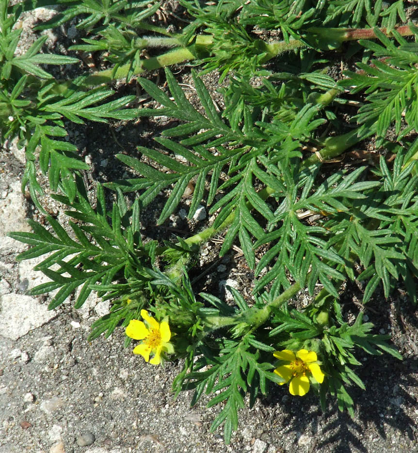 Изображение особи Potentilla tergemina.