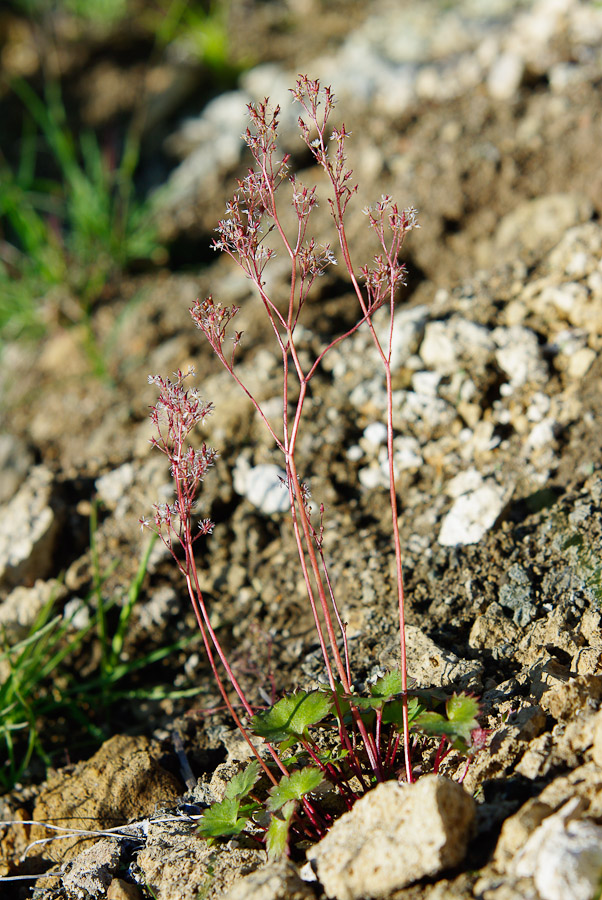 Изображение особи Micranthes purpurascens.