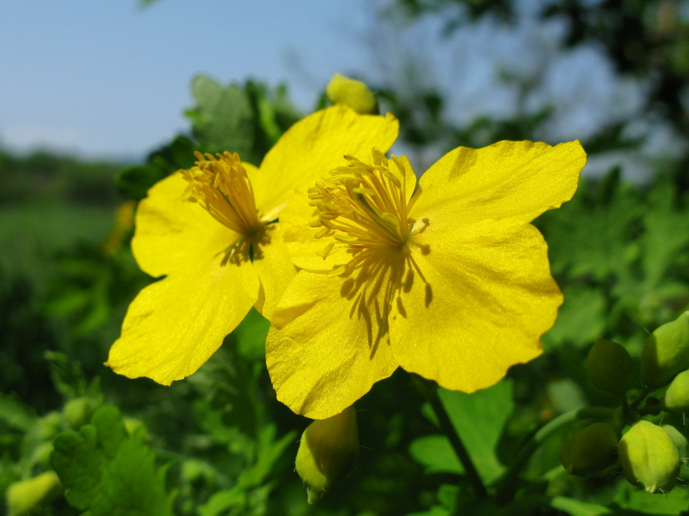 Image of Chelidonium asiaticum specimen.