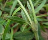 Trifolium montanum