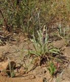 Plantago albicans