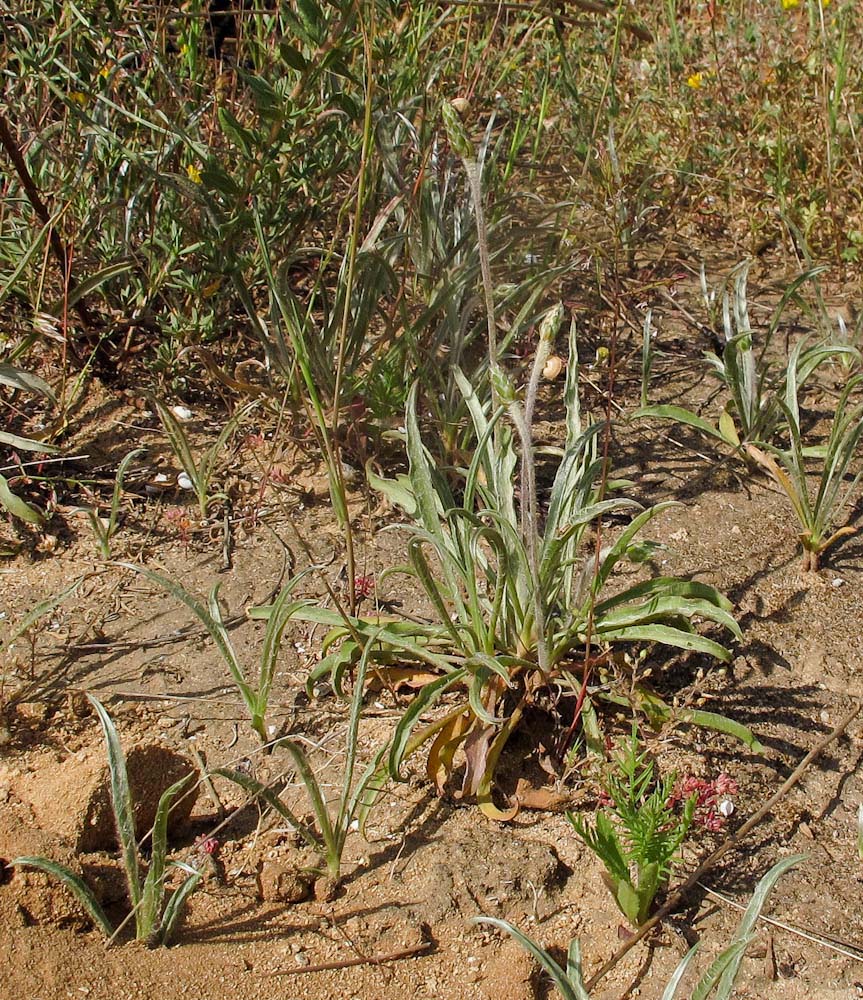 Image of Plantago albicans specimen.