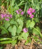 Lunaria annua. Цветущее растение. Черноморское побережье Кавказа, г. Новороссийск, в культуре. 13 апреля 2012 г.