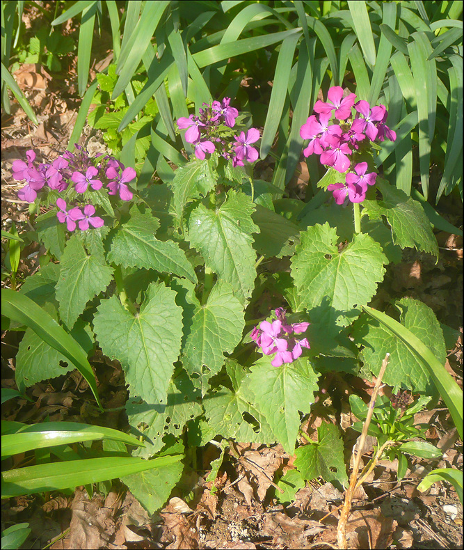 Image of Lunaria annua specimen.