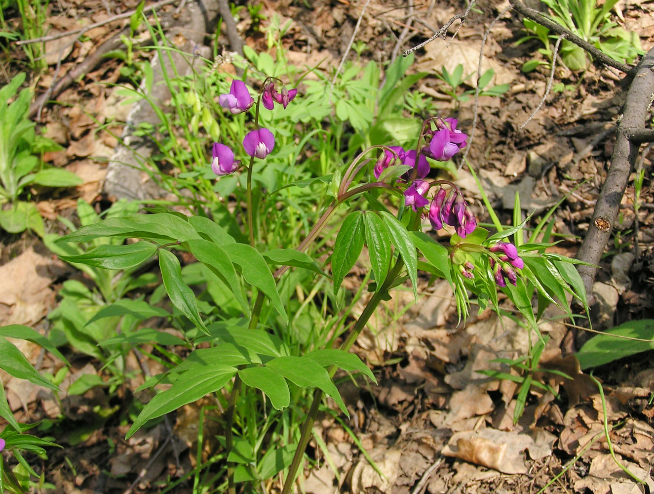 Изображение особи Lathyrus vernus.