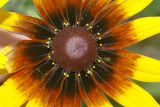 Rudbeckia hirta. Соцветие (центральная часть). Московская обл., дачный участок. 10.07.2007.