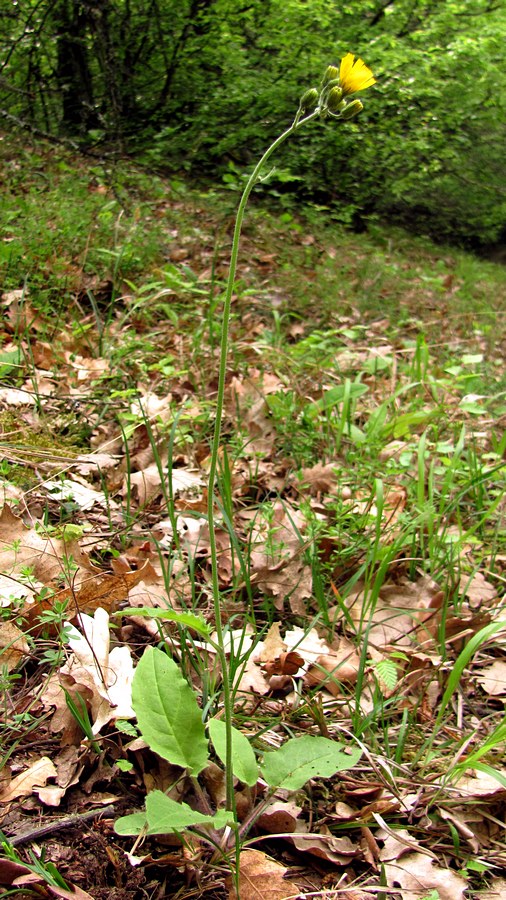 Image of Hieracium gentile specimen.