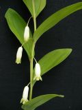 Polygonatum odoratum